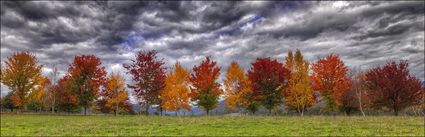 Autumn Colours - Stanley - VIC (PBH4 00 13325)